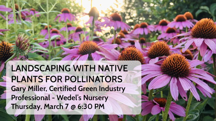 Landscaping with Native Plants for Pollinators